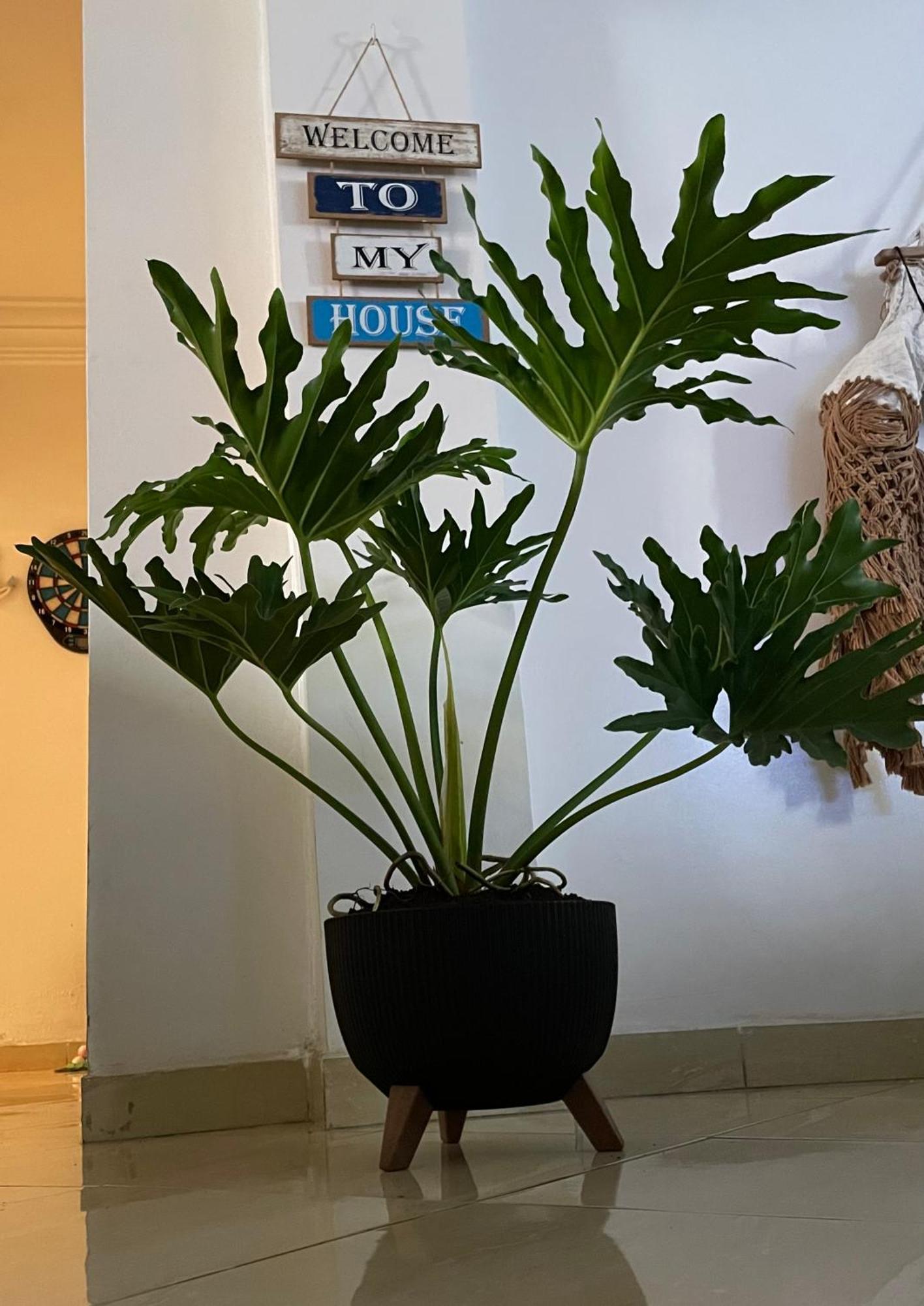 Private Room 卡萨布兰卡 外观 照片